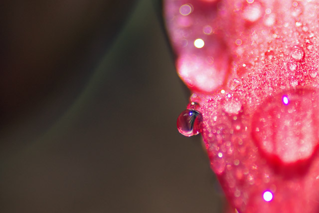 写真：花びらと水滴