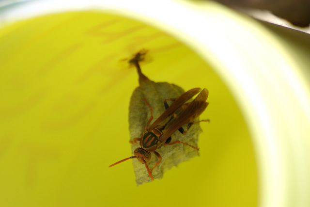 写真：巣づくり一段落のアシナガバチ