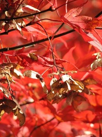 篝火 紅葉の画像