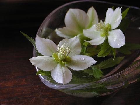 Helleborus niger クリスマスローズ